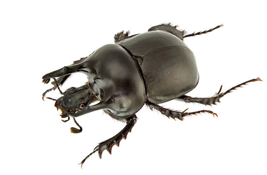 Typhaeus momus
