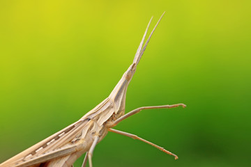 a locust