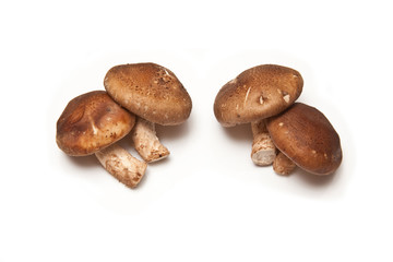 Shitake mushrooms on a white background.