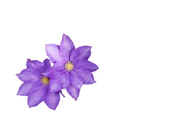 Obraz premium Clematis, pale mauve