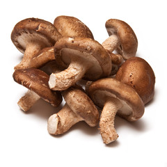 Shitake mushrooms on a white background.