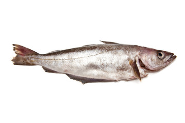 Pollock or Pollack fish isolated on a white studio background.