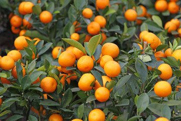 Mandarin orange on sale for Chinese New Year use