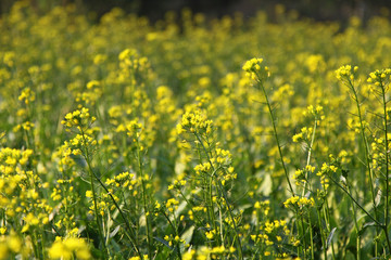 Obraz premium Field of rape flowers in Hong Kong