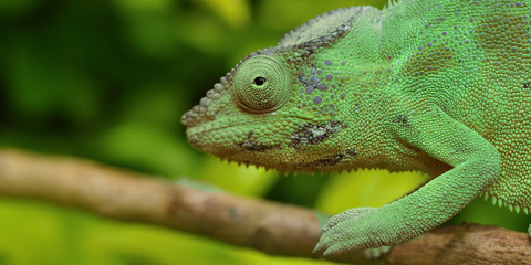 caméléon