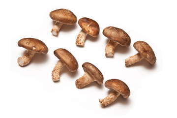 Shitake mushrooms on a white background.