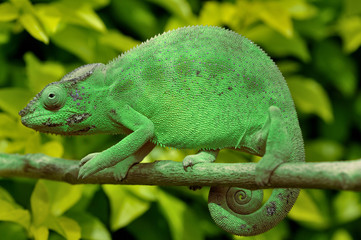 caméléon