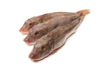 Gurnard fish isolated on a white background.