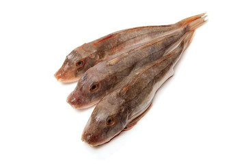 Gurnard fish whole