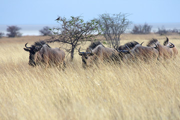 Wildebeests traversing savannah. Etosha NP, Namibia