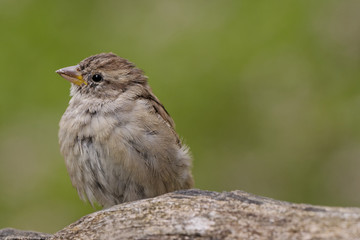 Haussperling (Passer domesticus)