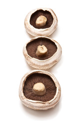 large white edible mushrooms