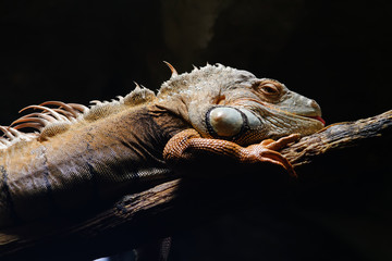 Grüner Leguan, Iguana-Iguana