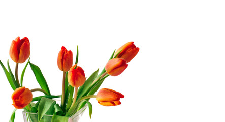 Tulpen Frühling Vase rot