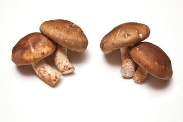 Shitake mushrooms on a white studio background