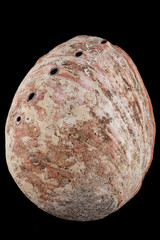 Abalone shell