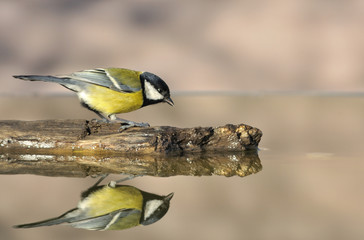 Obraz premium Parus major en la charca.