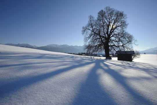 Linde Baum im Winter im Schnee
