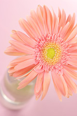 Pink gerbera