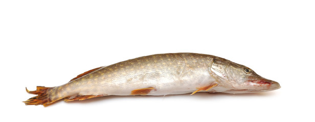 fresh pike fish