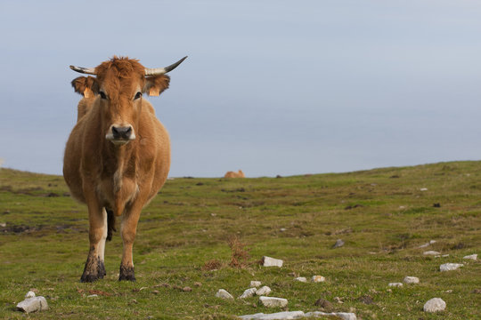 Vacas sueve 2