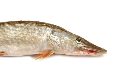 fresh pike fish