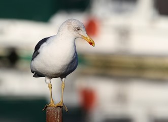 portrait de goeland perché