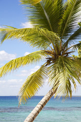 Fototapeta premium Palm tree and tropical seascape