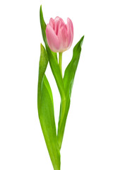 pink tulip