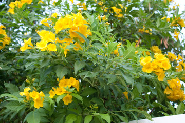 Yellow flowers
