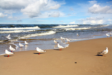 A beautiful beach and seagull