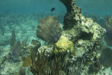 reef sea fan