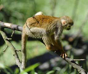 Common Squirrel Monkey