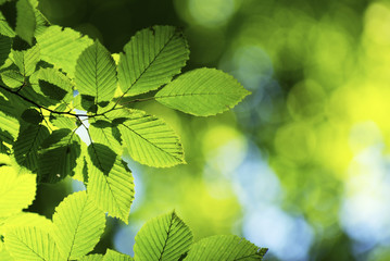 green leaves