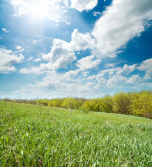 green field near wood under sun