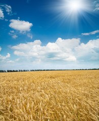 Naklejka premium field of wheat under sun