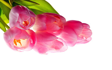 Beautiful pink tulips flower on white