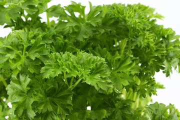 Petersilie Pflanze Querformat