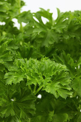 Petersilie Pflanze Hochformat