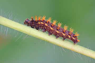butterfly  larvae