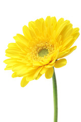 Yellow garbera daisies isolated on white background