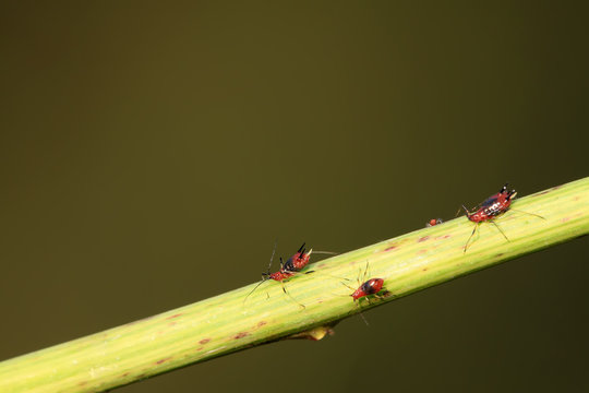 aphid