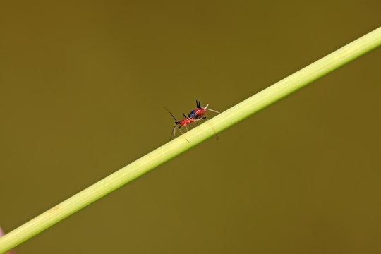 aphid