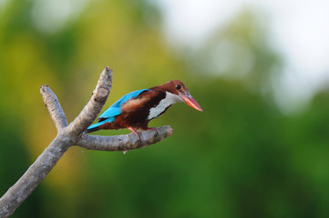 White Throated Kingfisher