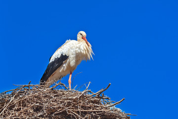 Stork - Morocco