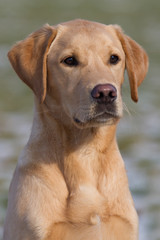 Labrador