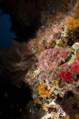 Fototapeta na wymiar Smallscale scorpiofish in the Red Sea.