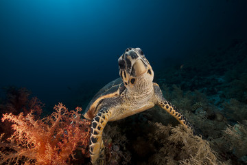 Hawksbill turtle in the Red Sea.