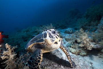 Fototapeta premium Hawksbill turtle in the Red Sea.