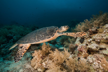 Fototapeta na wymiar Hawksbill turtle in the Red Sea.